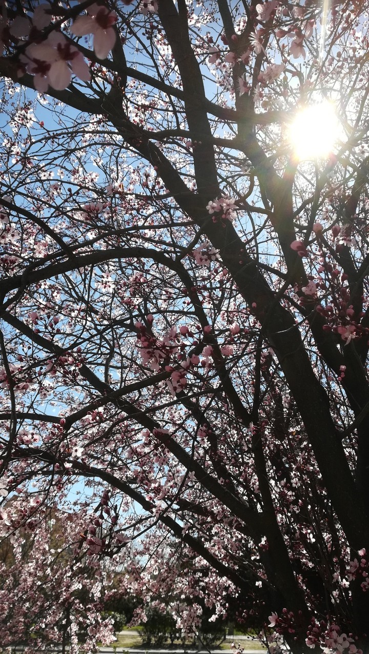 Bonito fondo de un arbol en primavera