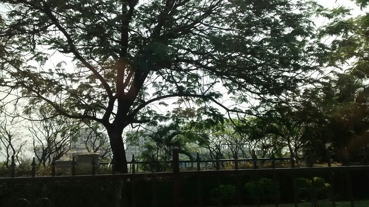 trees 