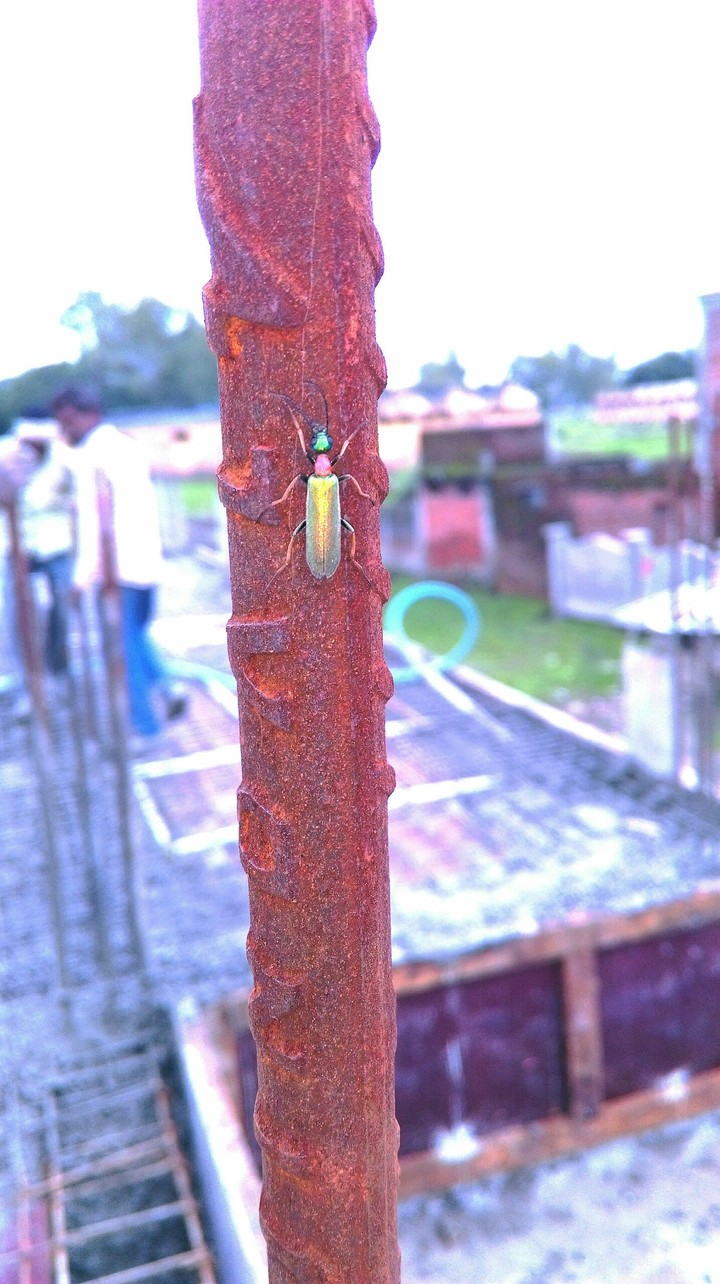 insect