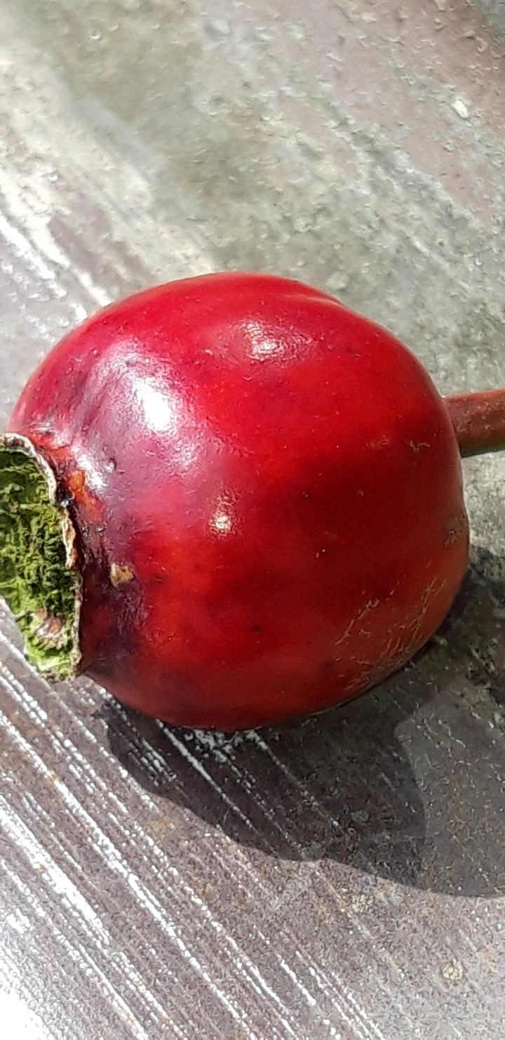 rose pod