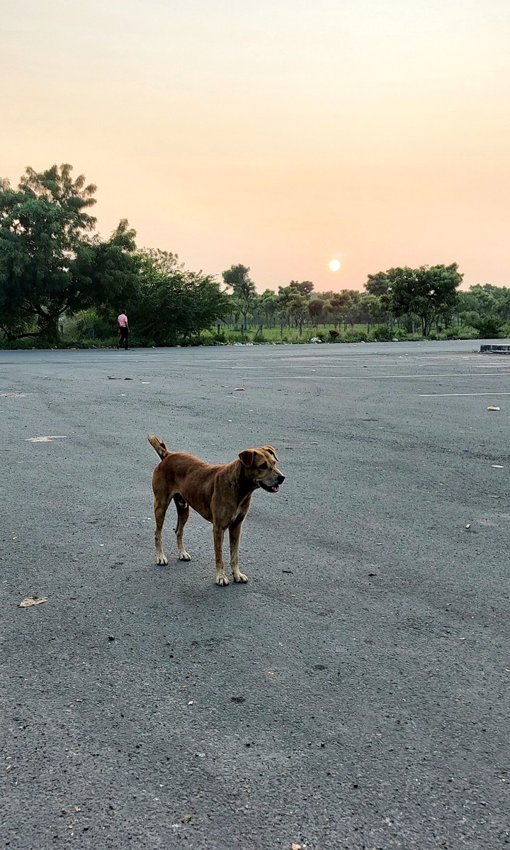 Dog @ sunset