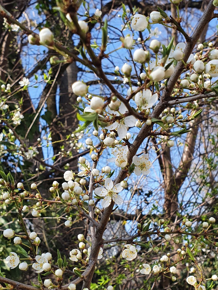 Springlove