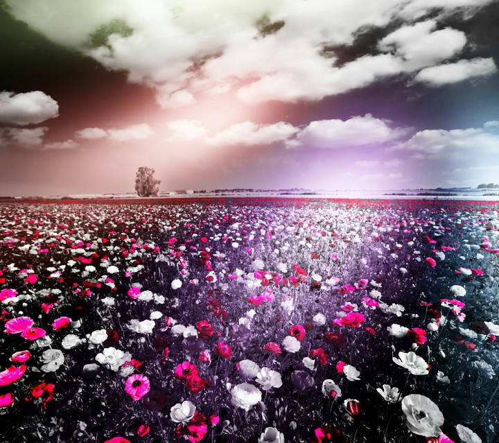 flowers