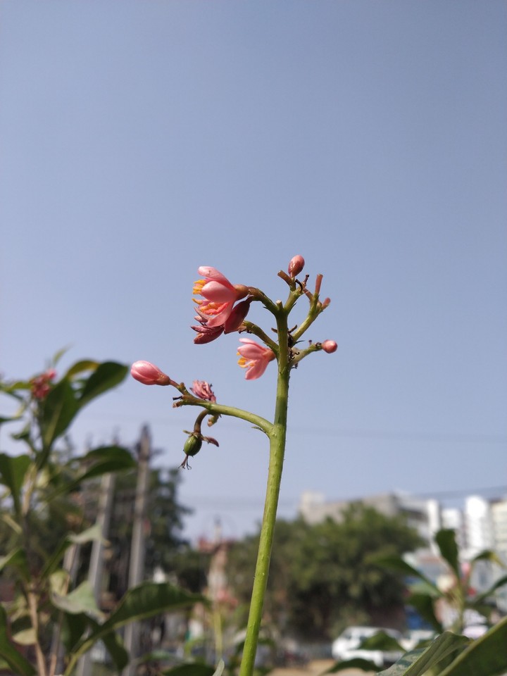 flower