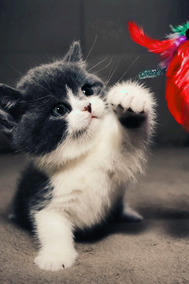 cute cat