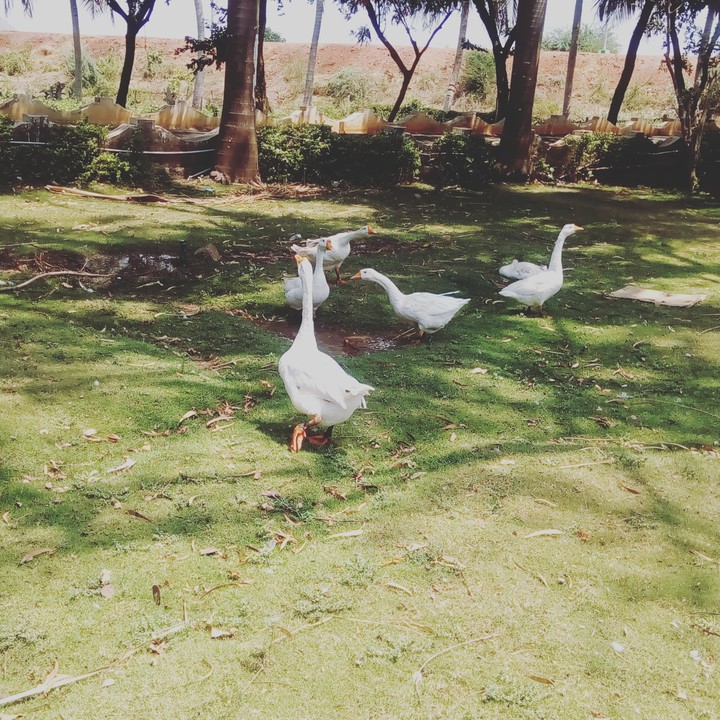 India- ducks