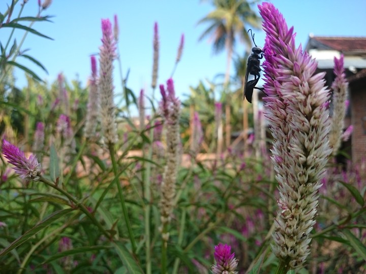 bees & flowers