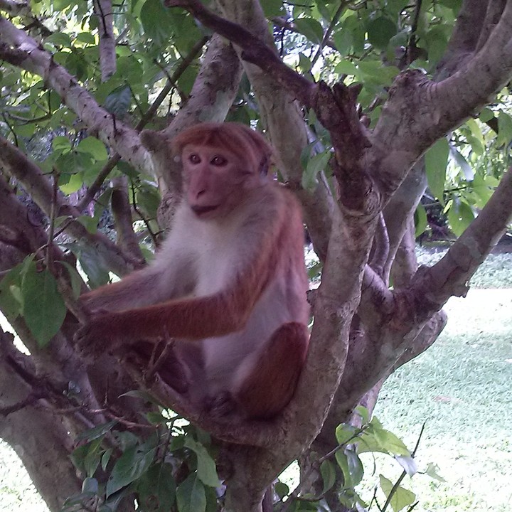 monkey