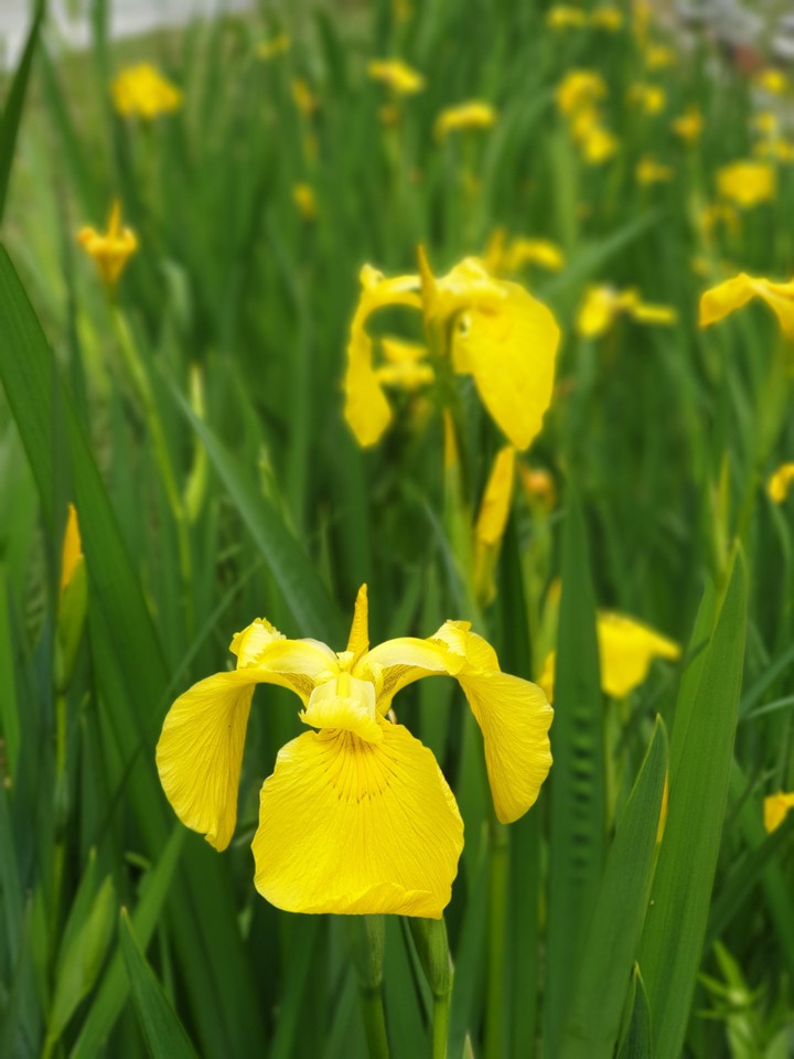 flower in spring