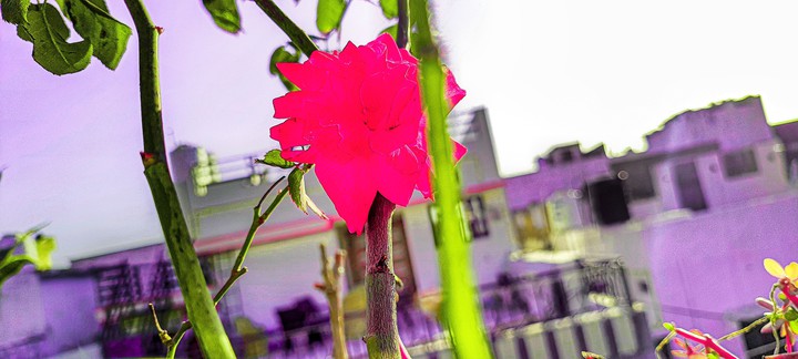 rose ?