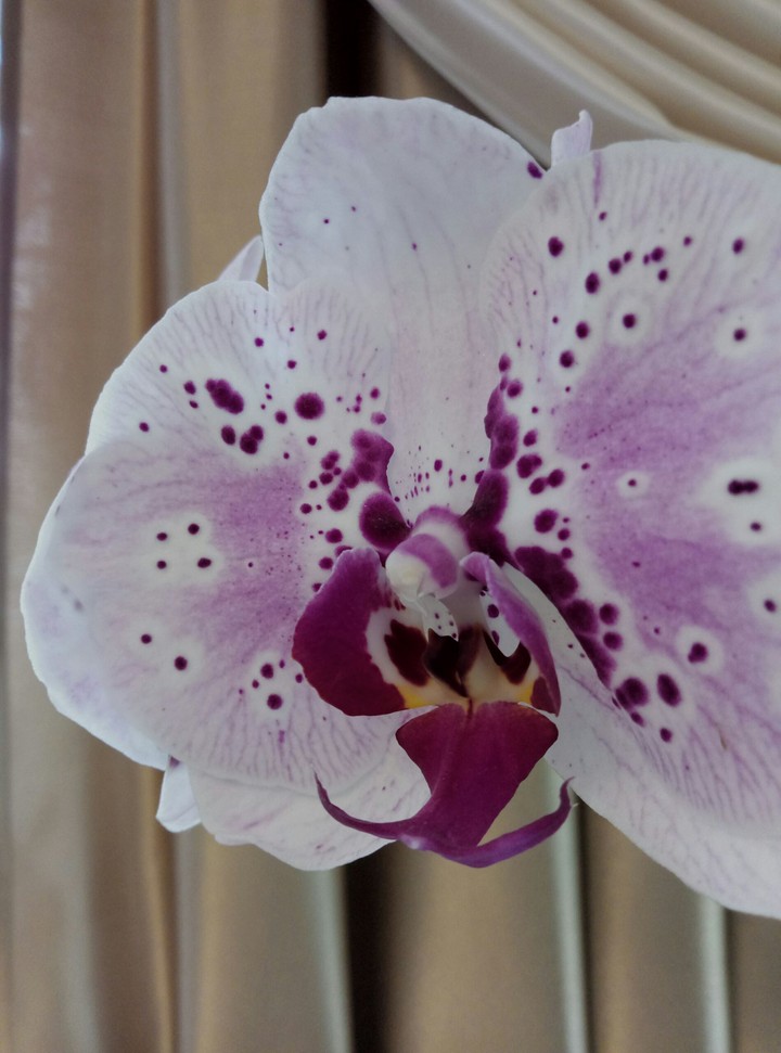 Purple Orchid