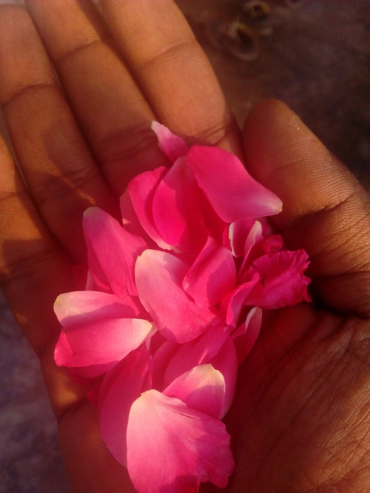 pink petals