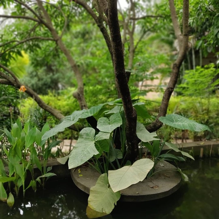 Beautiful Green plant
