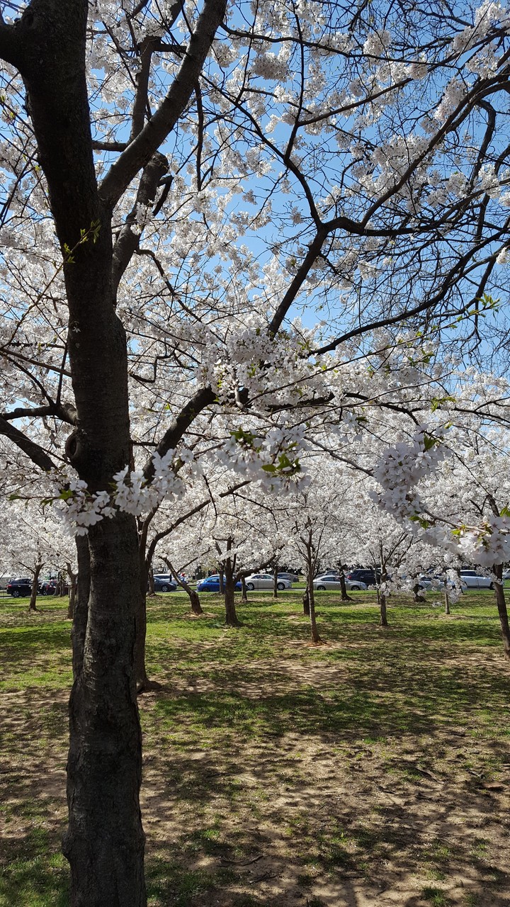 cherry blossom
