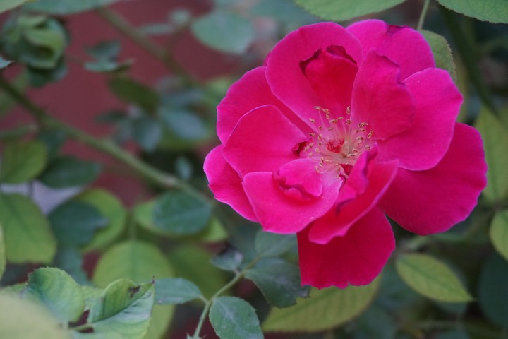 Red Rose