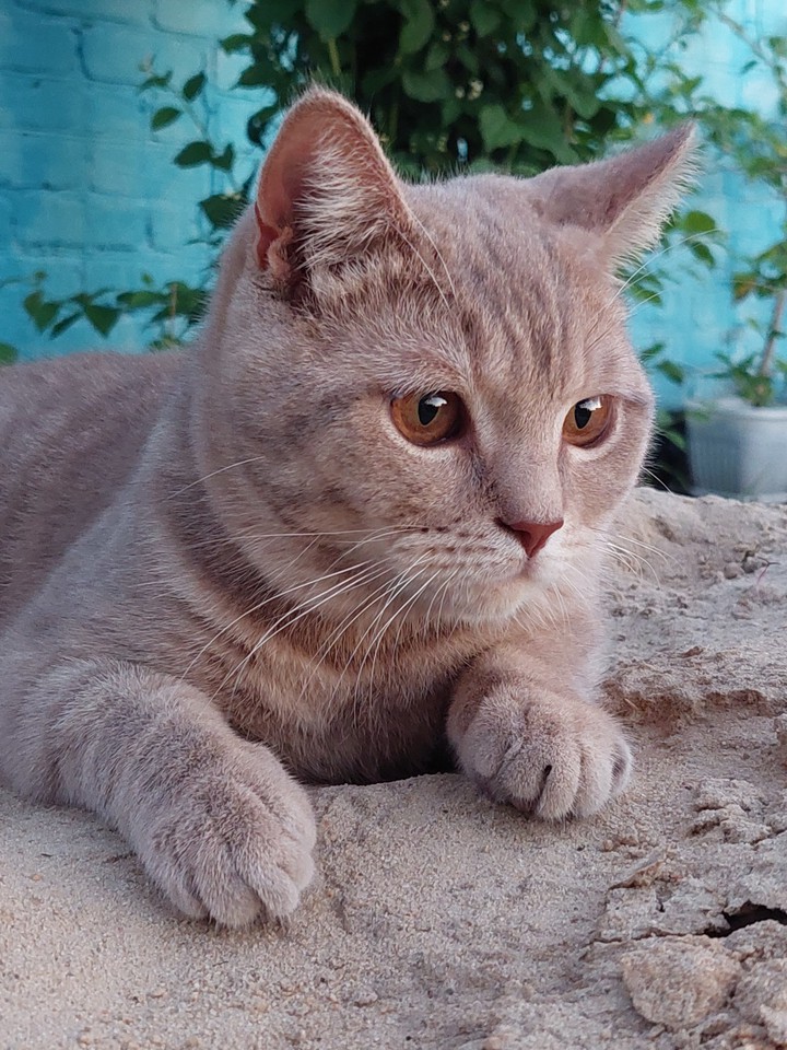 котик