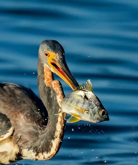 sfondi beak, bird
