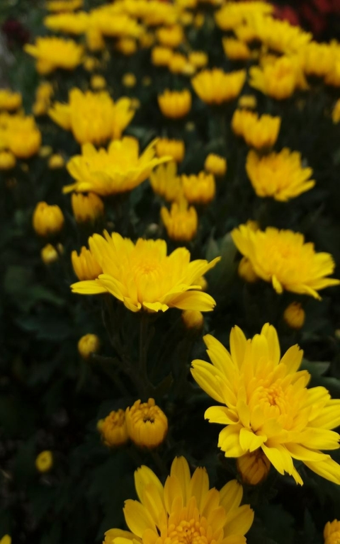 yellow, flower壁紙
