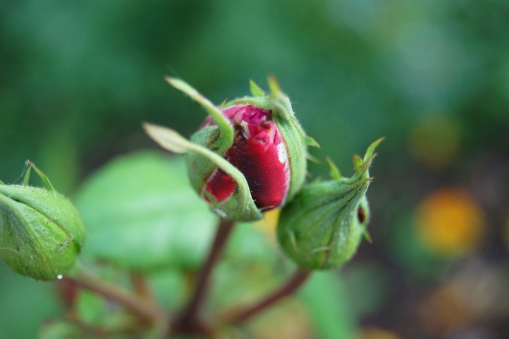 rose flower