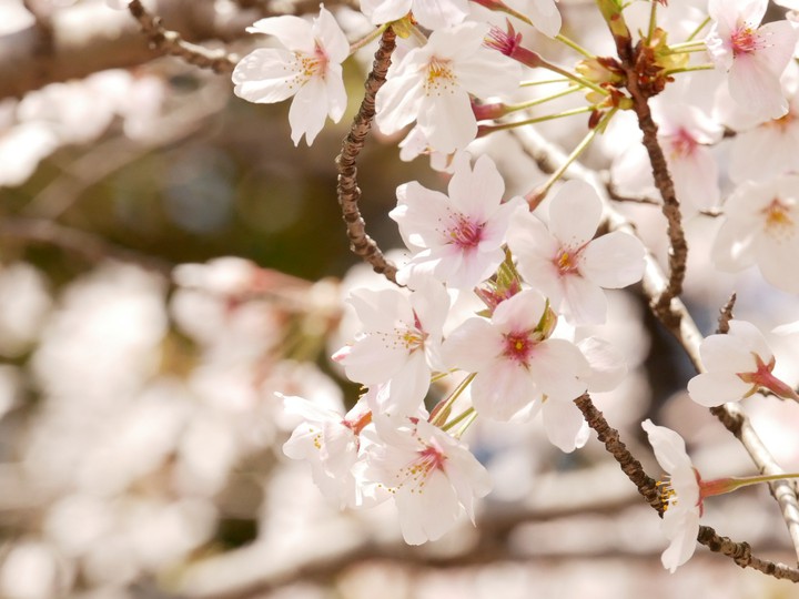 cherryblossom