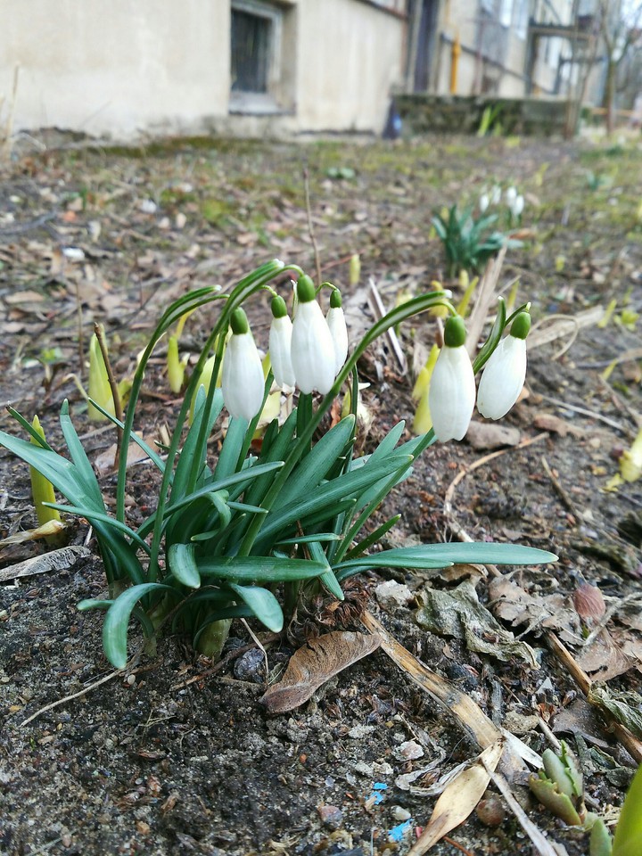 Spring
