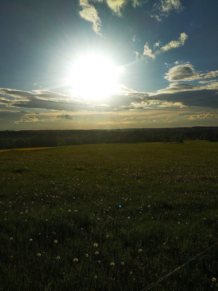 Meadow