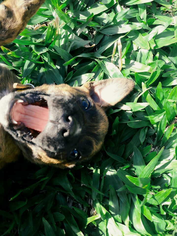 Dog