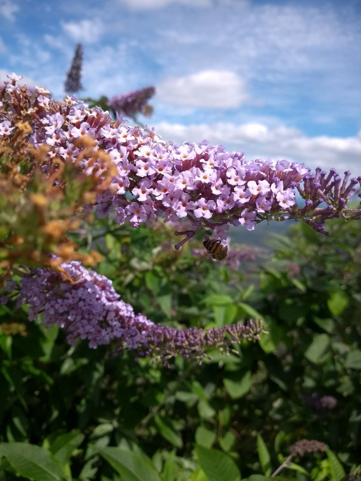 Flowers and bees