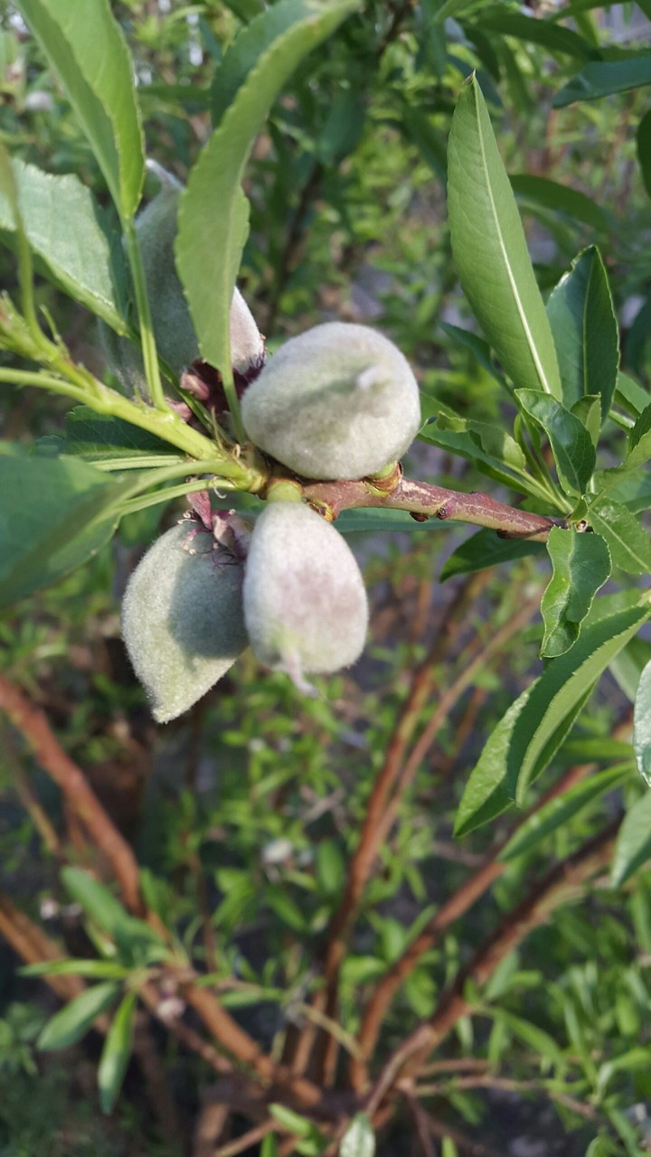 Almond بادام