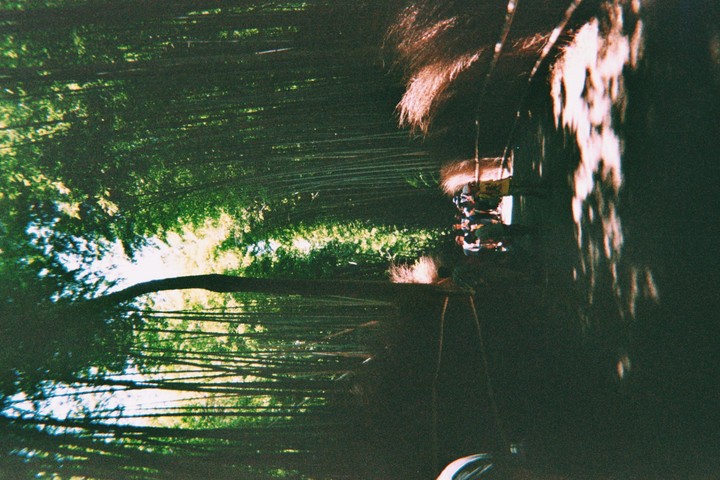 bamboo forrest~