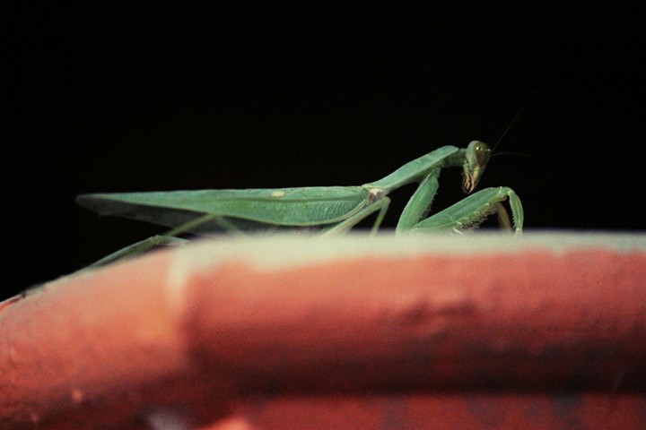 Praying mantis