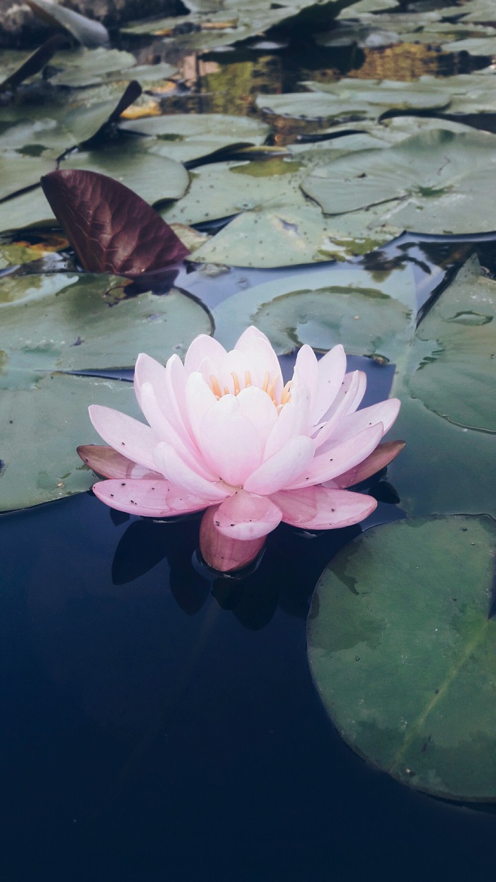 Water lily