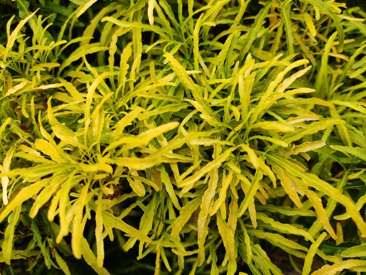 leaves