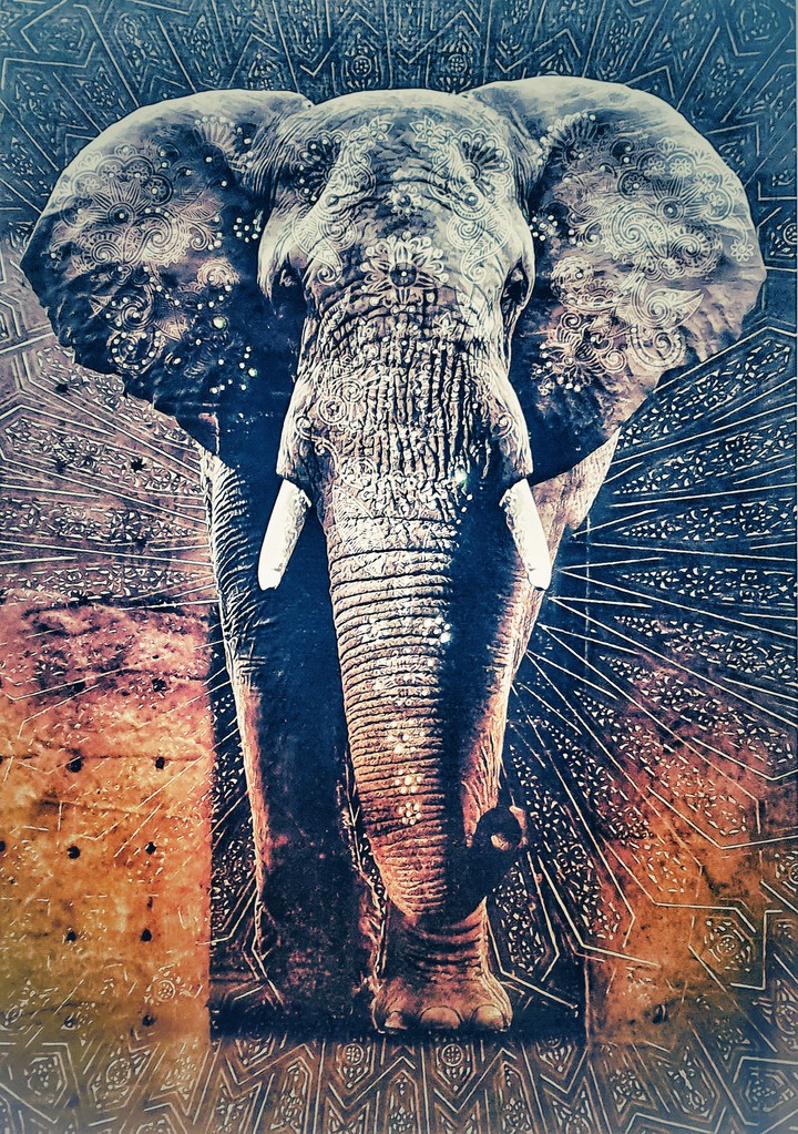 Elefant dunkel