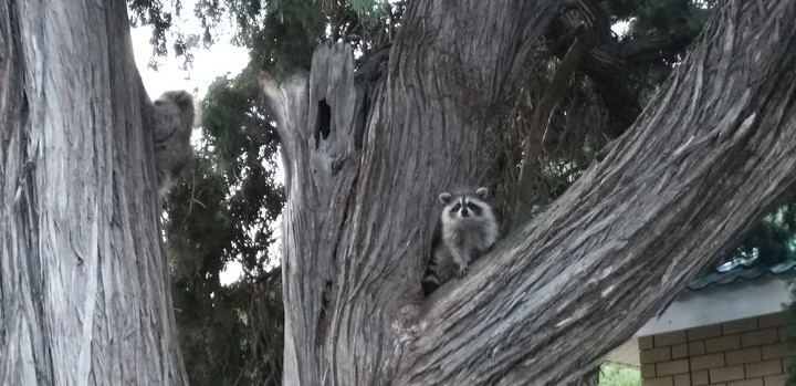 Еноты raccoon