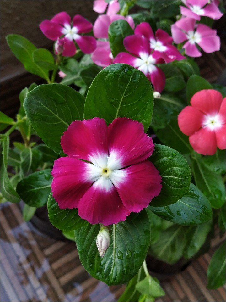 Flower