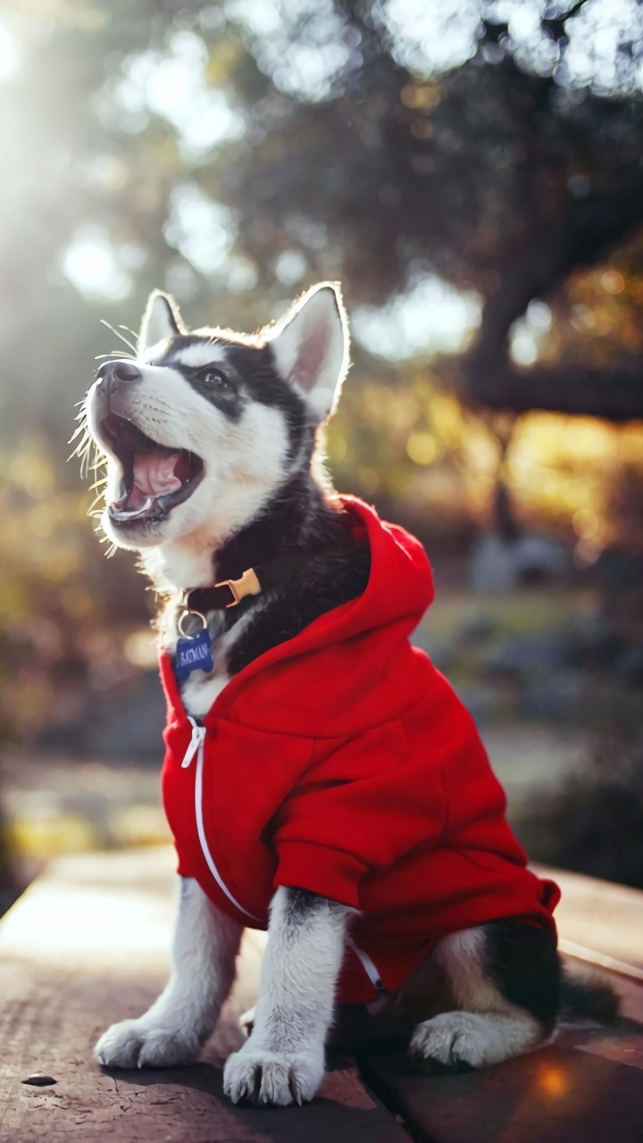 #dog