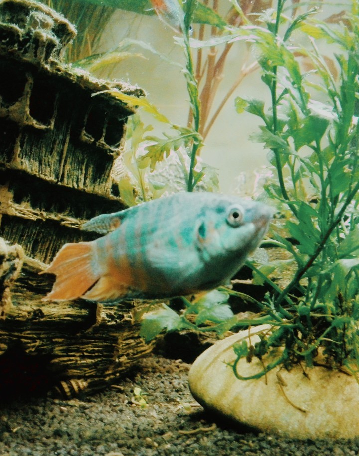 Paradiesfisch