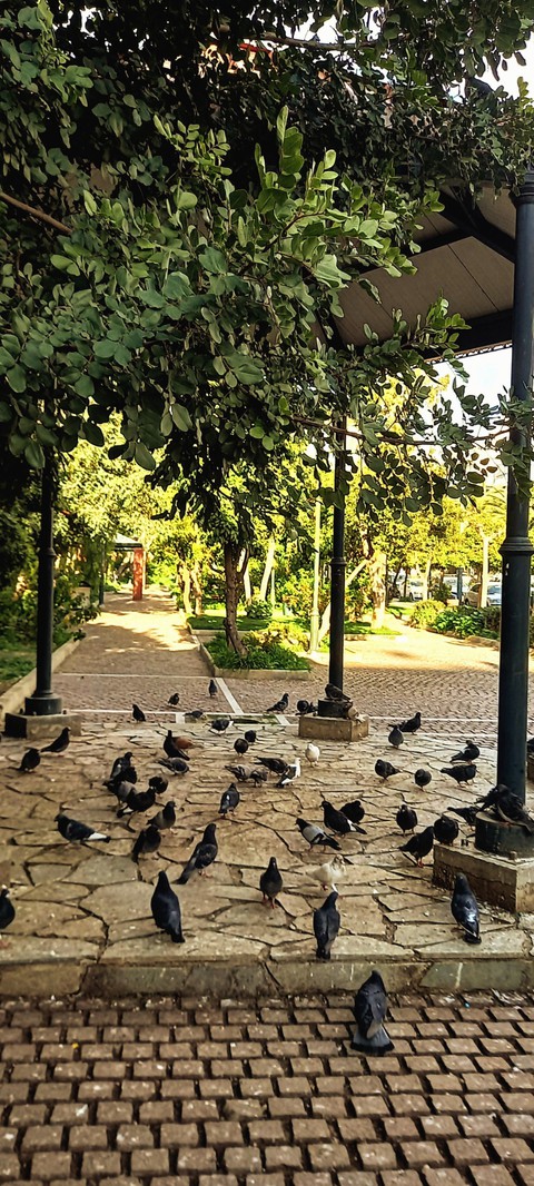 fondos de pantalla greece, bird