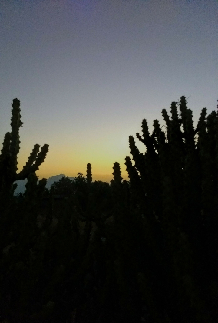 sunset through thorns