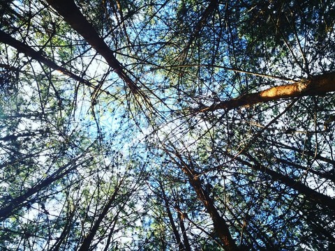 bosque de pinos