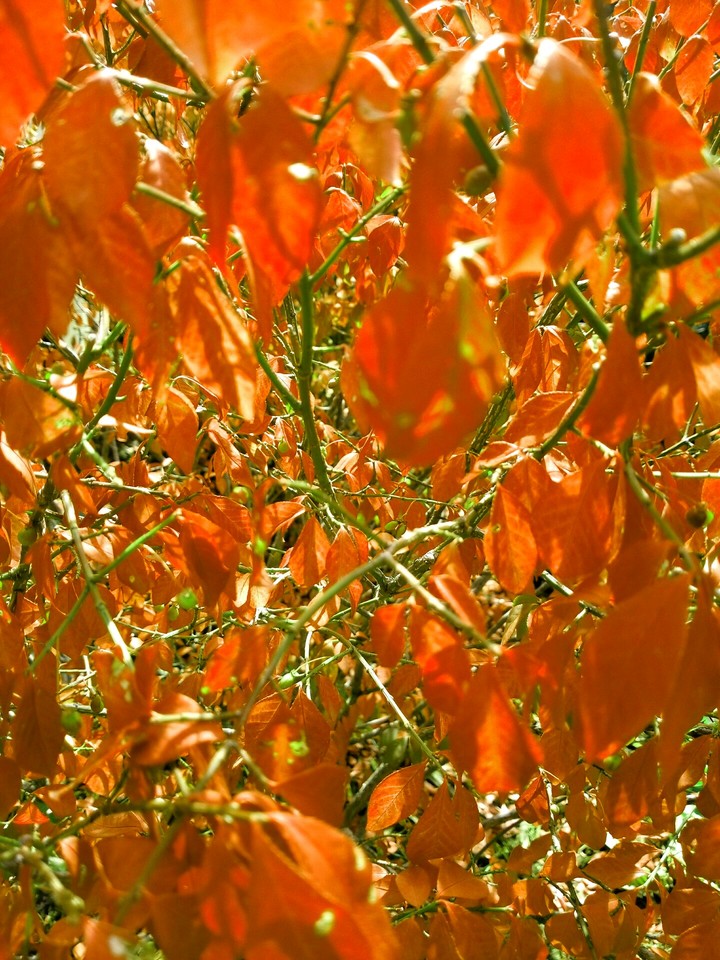 GOLDEN DREAMS