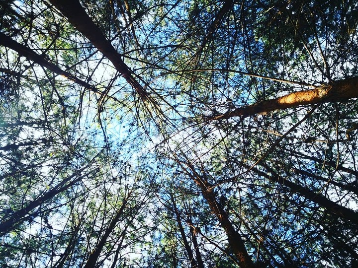 bosque de pinos