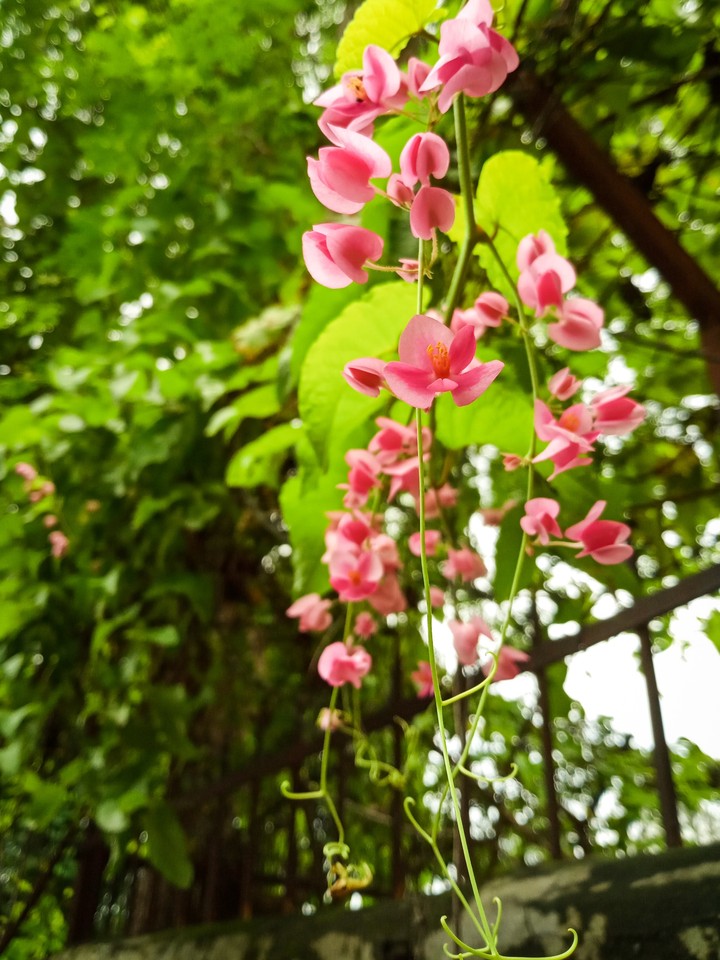 It's pink world