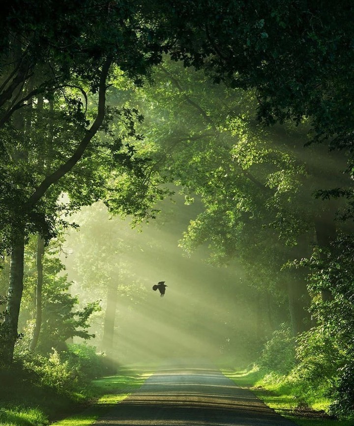 green nature