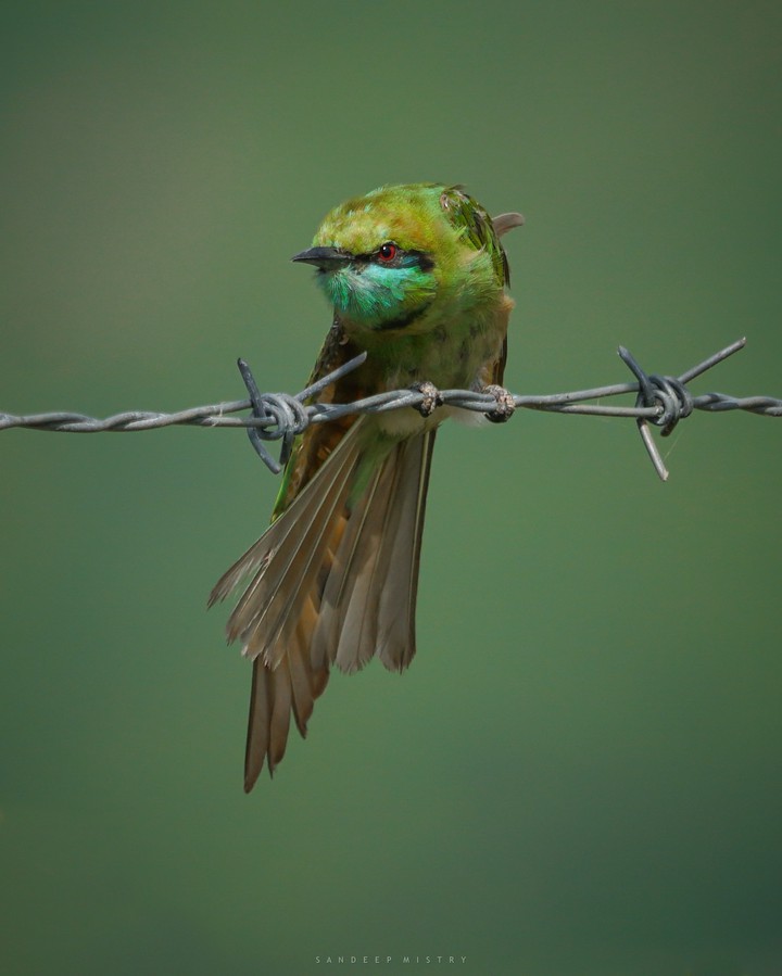 yoga bird