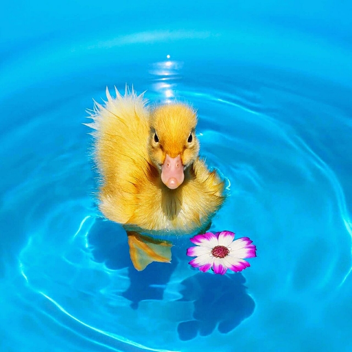 Duck 