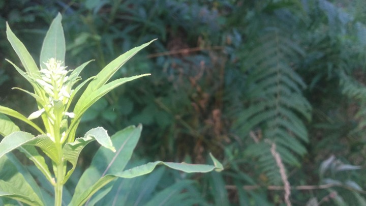 plant