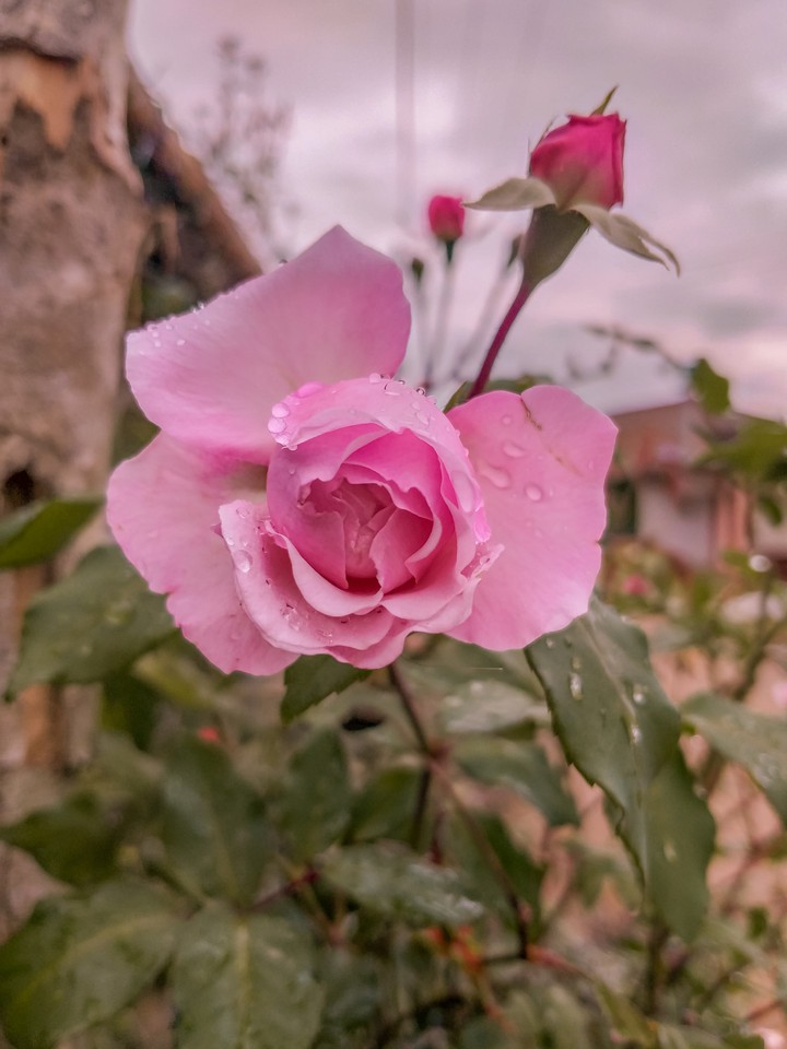 nature
