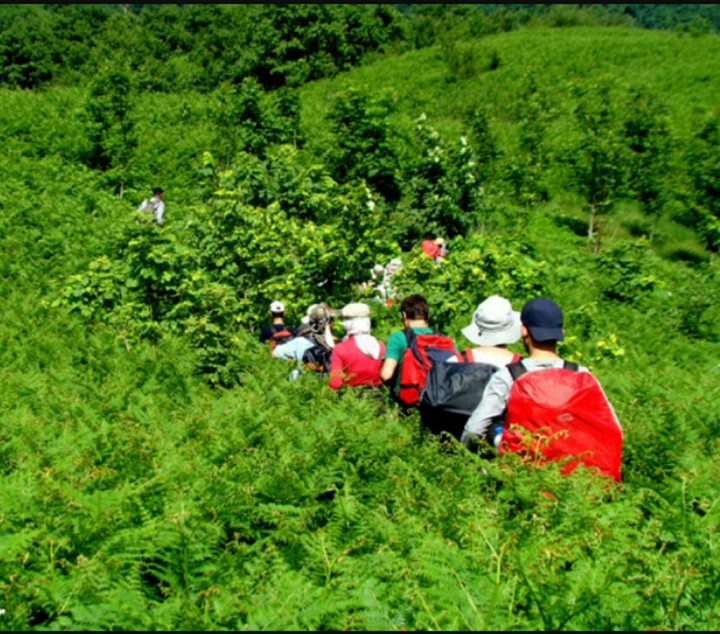Jungle trekking